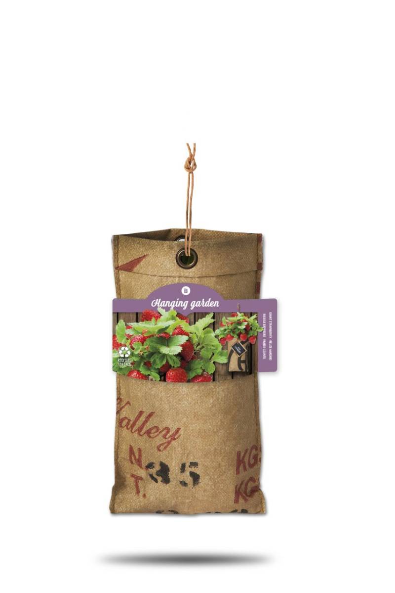 Baza Seeds hängender Garten riesige Erdbeere von Baza Seeds