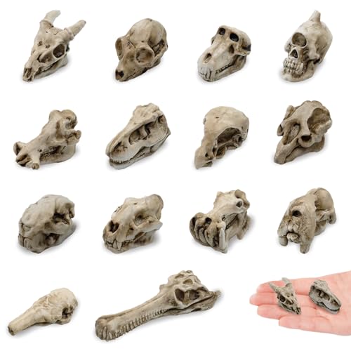Bbiamsleep Mini-Tierschädel aus Kunstharz, 3,8 cm, Miniatur-Tierschädel für Halloween, Weihnachten, Mikro-Landschaftsdekoration, 14 Stück Bbiamsleep Mini-Tierschädel aus Kunstharz, 3,8 cm, Miniatur-Tierschädel für Halloween, Weihnachten, Mikro-Landschaftsdekoration, 14 Stück von Bbiamsleep