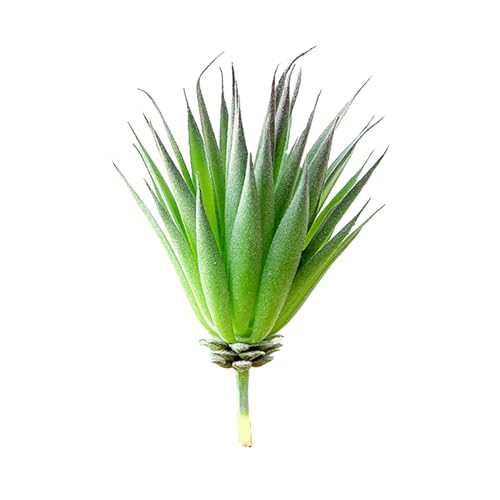 Künstliche Sukkulenten zum Selbermachen, beflockte Pflanze für Haus und Garten, umweltfreundlich, langlebig (MM567 (18 cm) von Bebykilemi