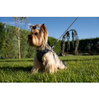 Bechiva Weiches Echtleder Geschirr Für Kleine Hunde/Katzen. Chihuahua, Yorkshire Terrier, Etc. Hochwertiges, Handgefertigtes Luxusprodukt. Blaue von Bechiva