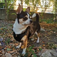 Bechiva Weiches Echtleder Geschirr Für Kleine Hunde/Katzen. Chihuahua, Yorkshire Terrier, Etc. Hochwertiges, Handgefertigtes Luxusprodukt. Schwarze von Bechiva