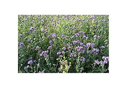 Gründüngung Phacelia Bienenweide 2 kg Frische Saat von Becker-Schoell