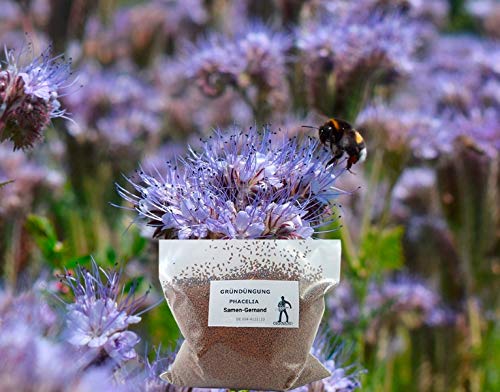 Gründüngung Phacelia Bienenweide 500 g Frische Saat von Becker-Schoell