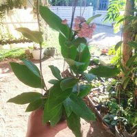 1 Topf Große Größe Hoya Patricia Kostenloser Versand + Phyto Zimmerpflanzen Home&garden von Beeplants