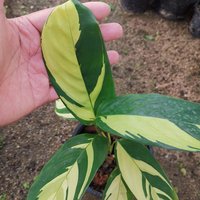 3 Töpfe Calathea Golden Mosaik Kostenloser Versand + Phyto Hausgarten Außenpflanzen Yard, Garden von Beeplants