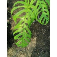 Monstera Esqueleto 1 Topf Verwurzelt Kostenloser Versand + Phyto Home&garden Zimmerpflanze von Beeplants