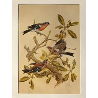 Buchfink Mit Vintage-Vogelmuster von BeesMee