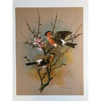 Dompfaffen Mit Vintage-Vogelmuster von BeesMee