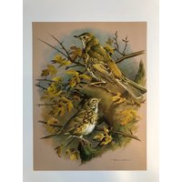 Drosseln Mit Vintage-Vogelmuster von BeesMee