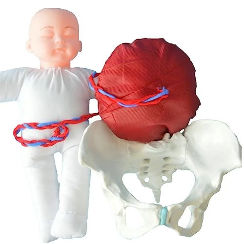 Anatomisches Modell des weiblichen Beckens bei der Geburt. Lebensgroßes Modell des weiblichen Beckens bei der Geburt. Hebammen-Trainingsmodell zur Studiendarstellung von Bemvp