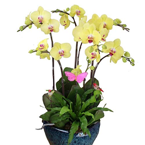 100 Stück Orchideensamen Blume Pflanze Home Office Ornament Garten Fenster Bonsai Dekor Gelb für Frauen, Männer, Kinder, Anfänger, Gärtner Geschenk von Benoon