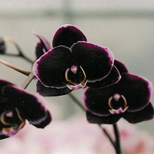 100 Stück Orchideensamen Blumen Pflanze Home Office Ornament Garten Fenster Bonsai Dekor Schwarz für Frauen, Männer, Kinder, Anfänger, Gärtner Geschenk von Benoon