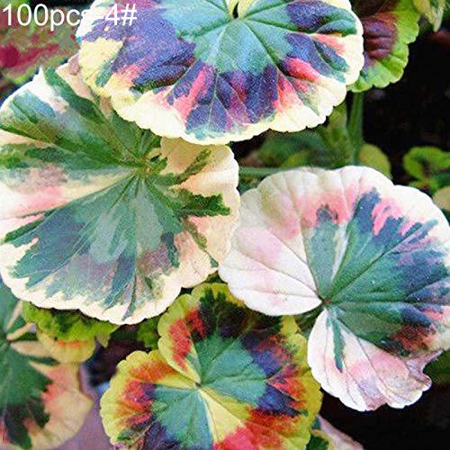 100 Stück farbige Gras Coleus Samen Bonsai Topf mehrjährige Pflanze Home Garden Decor 4# Coleus Samen für Frauen, Männer, Kinder, Anfänger, Gärtner Geschenk von Benoon