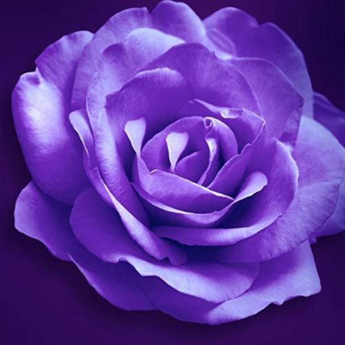 100 Stück frische seltene Rosensamen Blumen Pflanze Haus Garten Dach Bonsai Balkon Dekor Lila Rose Samen für Frauen, Männer, Kinder, Anfänger, Gärtner Geschenk von Benoon