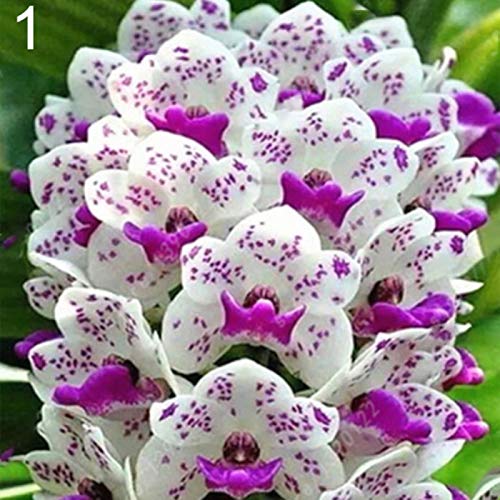 100 duftende Orchideensamen Cymbidium Blume Home Office Garden Bonsai Pflanze 1# Orchideensamen für Frauen, Männer, Kinder, Anfänger, Gärtner Geschenk von Benoon