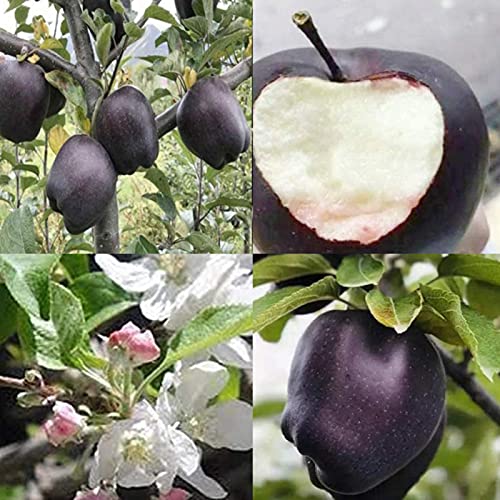 150 Stück schwarze Haut für Apfelsamen leckere Bonsai Früchte Pflanzen Home Garden Decor Apfelsamen für Frauen, Männer, Kinder, Anfänger, Gärtner Geschenk von Benoon