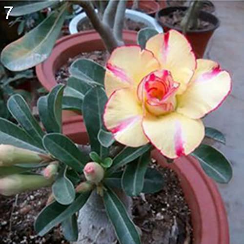 20 Stück Adenium Obesum Wüstenrosensamen Blumenpflanze Home Office Garten Dekor 7# Wüstenrose Samen für Frauen, Männer, Kinder, Anfänger, Gärtner Geschenk von Benoon