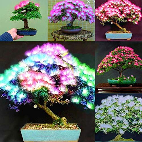 20 Stück gemischte Albizia Julibrissin Akazie Blumensamen Mimosa Seide Baum Bonsai Pflanze 20 Stück Albizia Julibrissin Samen für Frauen, Männer, Kinder, Anfänger, Gärtner Geschenk von Benoon