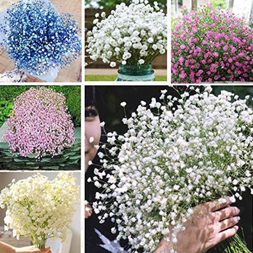 200 Stück Mini-Blumen Schleierkraut-Samen Romantischer Himmel Sternenhimmel Bonsai Topf Pflanze Dekor Gypsophila Samen für Frauen, Männer, Kinder, Anfänger, Gärtner Geschenk von Benoon