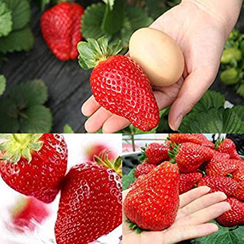 300 Stück Riesen Erdbeersamen Garten Hof Bauernhof leckere Balkon Bonsai Dekor Riesen Erdbeeren Samen für Frauen, Männer, Kinder, Anfänger, Gärtner Geschenk von Benoon