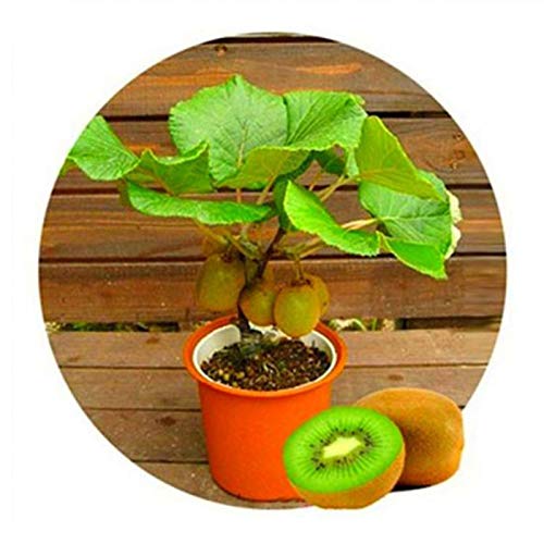 50 x leckere Orange Griggles Kirsche Kiwi Früchte Samen Bonsai Baum Ornamente 50 Stück Kiwi # für Frauen, Männer, Kinder, Anfänger, Gärtner Geschenk von Benoon