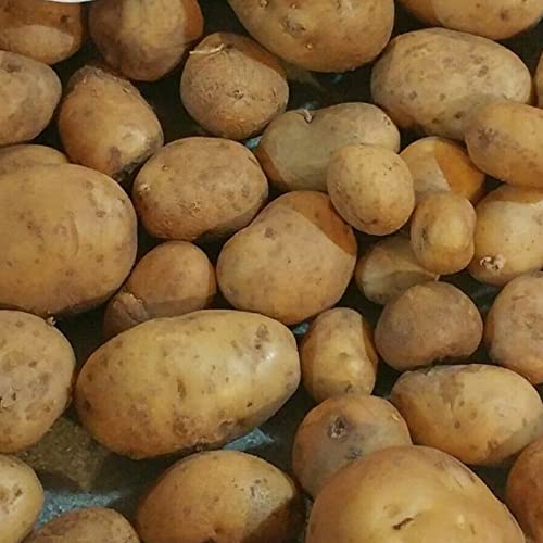 Benoon 100 Stück Kartoffel samen, Gemüses amen Essbar Leckeres, lebhaftes schnelles Wachstum, würziges Pflanzens amen für Korridor Gelb von Benoon