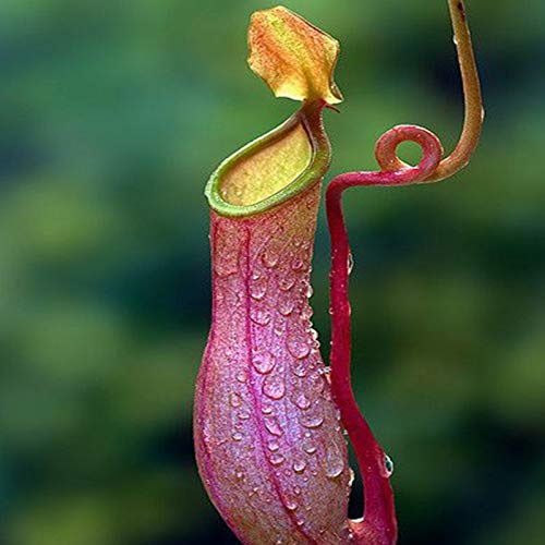 Benoon 100 Stück Krug pflanzens amen, fleisch fressende Nepenthes-Samen hohe Keimung exotische frische fleisch fressende Nepenthes-Samen für den Hof Rose Red. von Benoon