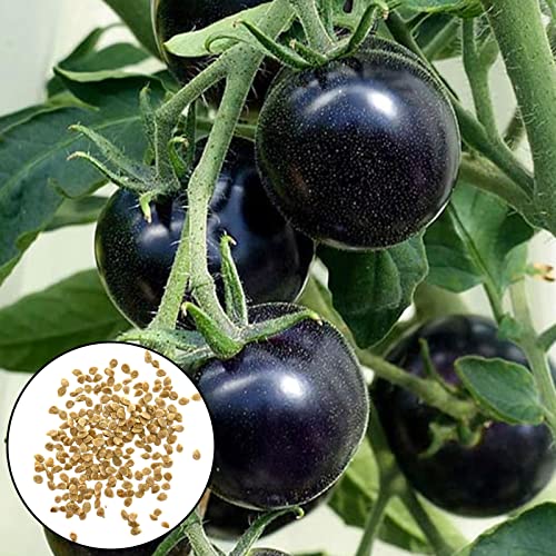 Benoon 100 stücke Tomatensamen, Gemüsesamen Kreative Neuheit Black Sunshine Bevorzugen Sie leckere Pflanzensamen Gartenbedarf Schwarz von Benoon