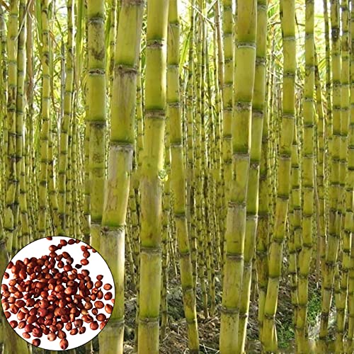 Benoon 200 stücke Sugarcane-Samen, Cane samen produktives essbares nahrhaftes schnelles Wachstum leckere Sugarcane-Samen für Obstgarten Grün von Benoon