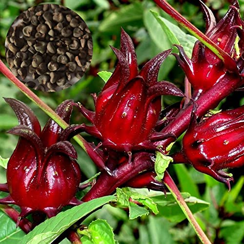 Benoon 50 stücke Rote Roselle Samen, Blumensamen Hohe Keimung Verschönern der Topf Gartening Hibiscus Sabdariffa Samen für Parterre rot von Benoon