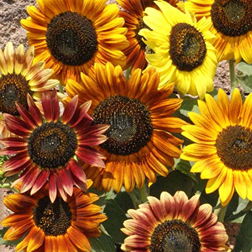 Benoon 500 Stück Sonnenblumenkerne, Hausgarten Sonnige Sonnenblumenkerne Offene Bestäubte Samen, Mini-gemischte Sonnenblumen, Die Blumensamen Für Den Garten Pflanzen Sonnenblumenkerne von Benoon