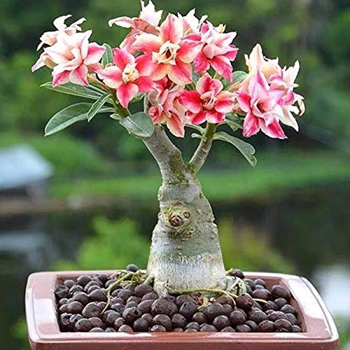 Benoon Adenium Obesum Samen. 100 Stück/Beutel Adenium Obesum Samen Nicht-GVO Leicht Zu Züchten Gemischte Adenium Obesum Wüste Rosensamen Für Den Garten Adeniumsamen von Benoon