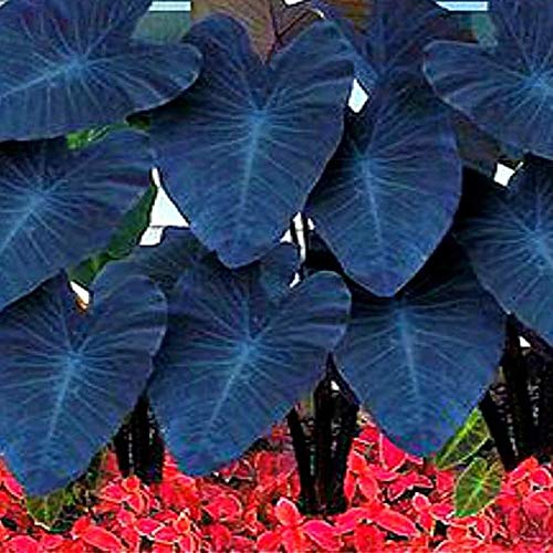 Benoon Alocasia Seeds, 10 Stück/Beutel Alocasia Seeds Leicht Zu Züchten Seltene Elefantenohrförmige Blumentaropflanzen Gartensamen Für Den Innenhof Alocasia Seeds 2 von Benoon