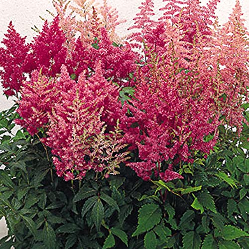 Benoon Astilbe-Samen, 1 Beutel Astilbe-Samen Hohe Überlebensrate Produktive Natürliche Bonsai-Samen Mit Hohem Ertrag Für Den Garten Astilbe Samen von Benoon