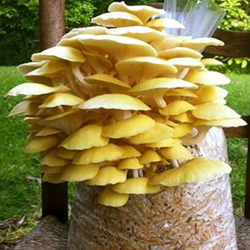 Benoon Austernpilzsamen 100 Stück/Beutel Schnell Wachsend Schön Gelb Einfach Pflanzen Gartensamen Für Zuhause Samen von Benoon