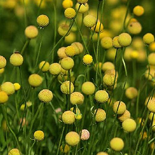 Benoon Billy Buttons Samen, 50 Stück/Beutel Blumensamen Ohne GVO Voller Vitalität Gelb Einfache Pflanze Billy Buttons Samen Zum Pflanzen Samen von Benoon