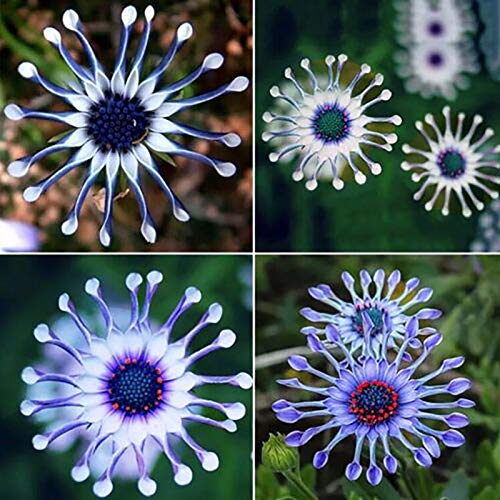 Benoon Blaue Blumensamen, 100 Stück/Beutel Blaue Blumensamen Seltene Hochleistungssamen Pflanzen Topf Bonsai Samen Für Den Garten Daisy Seeds von Benoon