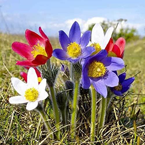 Benoon Blumensamen 100 Stück/Beutel Pulsatilla-Samen Staude Gute Ernte Mischfarbe Einfache Pflanze Blumensamen Für Balkon Samen von Benoon