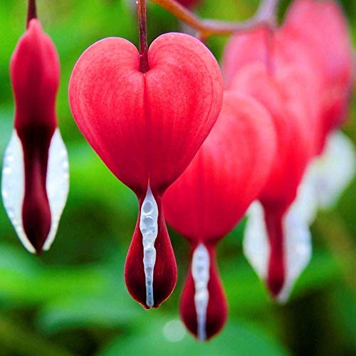 Benoon Blutendes Herz Samen, 10 Stück/Beutel Blutendes Herz Samen Mehrjährige Ernte Rote Bonsai Dicentra Samen Für Balkon rot von Benoon