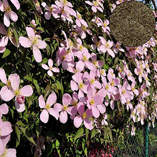 Benoon Clematis Seeds, 100 Stück/Beutel Clematis Seeds Gesund Einfach Zu Pflanzen DIY House Dekorative Pflanzen Samen Für Zu Hause Rosa Clematis Samen von Benoon