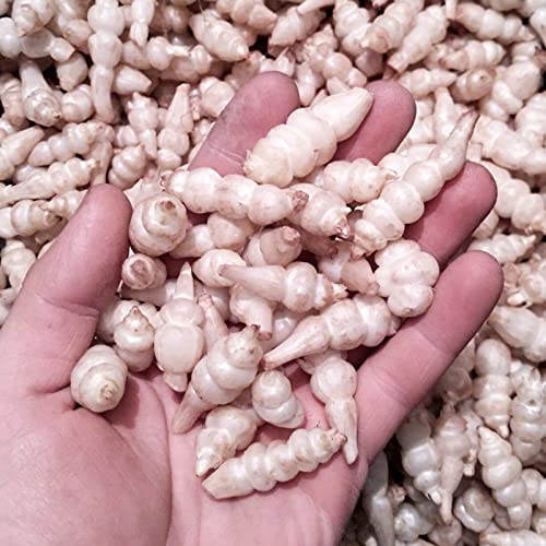 Benoon Crosne Seeds, 50 Stück/Beutel Crosne Seeds Safe Prolific Staude Frische Chinesische Artischocken-Gemüsesämlinge Für Den Garten Samen von Benoon