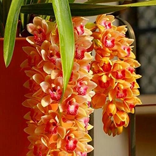 Benoon Cymbidium Faberi Seeds 100Pcs / Bag Flowering Umweltfreundliche Orange Duftende Frische Blumensamen Für Yard Samen von Benoon