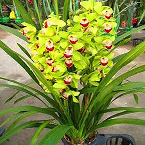 Benoon Cymbidium-Samen, 1 Beutel Cymbidium-Samen Hohe Überlebensrate Wächst Schnell Kleine Garten-Bonsai-Orchideen-Blumensamen Für Zuhause Grün Cymbidiumsamen von Benoon