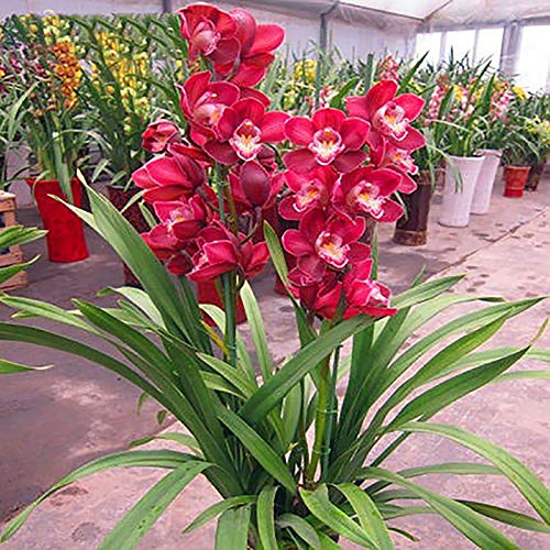 Benoon Cymbidium-Samen, 1 Beutel Cymbidium-Samen Hohe Überlebensrate Wächst Schnell Kleine Garten-Bonsai-Orchideen-Blumensamen Für Zuhause Rosenrot Cymbidiumsamen von Benoon