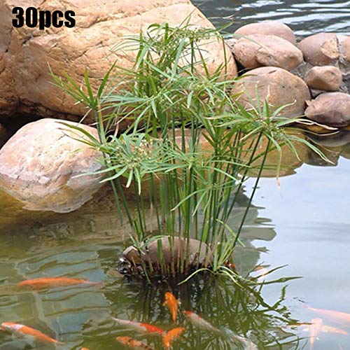 Benoon Cyperus Alternifolius Seeds, 30 Stück/Beutel Cyperus Alternifolius Seeds Natürliches, Fruchtbares Bonsai-Design Gut Angepasste Gartensämlinge Für Den Balkon Cyperus Alternifolius Samen von Benoon