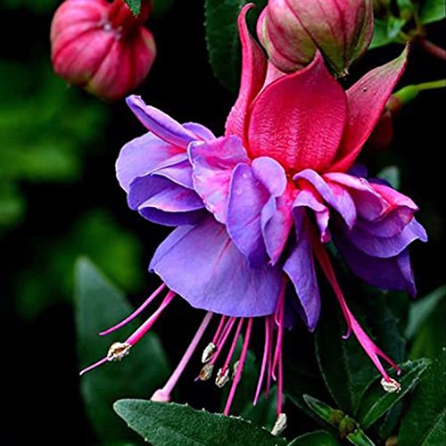 Benoon Fuchsia Hybrida Seeds 100Pcs / Bag Temperate Schöne, Schnell Wachsende, Mittelbewässernde Blumensamen Für Den Balkon Samen von Benoon