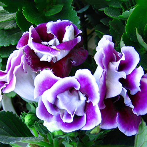 Benoon Gloxinia-Samen, 100 Stück/Beutel Gloxinia-Samen Volle Sonne Brauchen Sie Schnell Wachsende Pflanzen Garten Bunte Pflanzensamen Für Den Hof Lila von Benoon