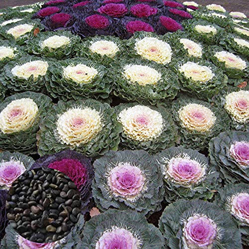 Benoon Grünkohlsamen, 60 Stück/Beutel Grünkohlsamen Hardy Essbare Seltene Brassica Oleracea Blumensamen Für Die Farm Brassica oleracea Samen von Benoon