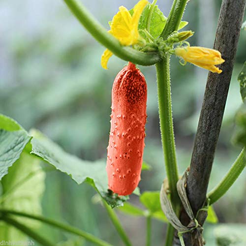 Benoon Gurkensamen, 100 Stück/Beutelsamen Natürliche Wassersparende Rote Bonsai-rote Gurkensamen Für Den Garten Rote Gurkensamen von Benoon