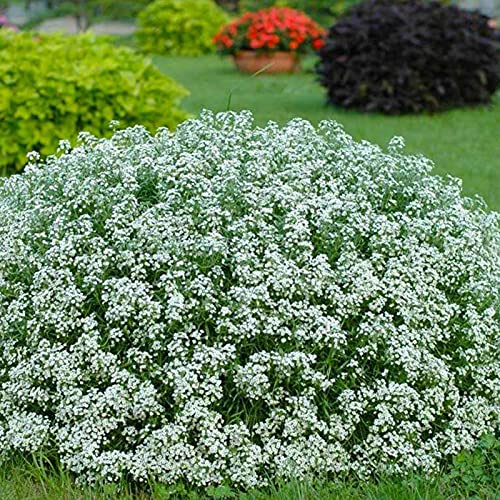 Benoon Gypsophila Paniculata Samen, 100 Stück/Beutel Gypsophila Paniculata Samen Stauden Voller Vitalität Weißlicht Bewässerung Blumensamen Für Balkon Gypsophila Samen von Benoon